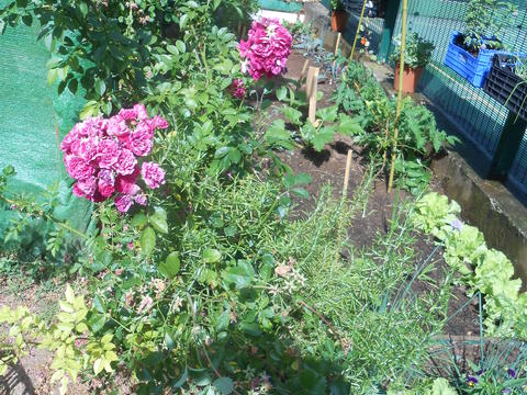 Horta e roseira